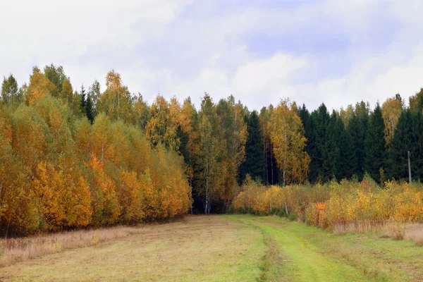 Yellow and green trees on edge of forest at overcast autumn day