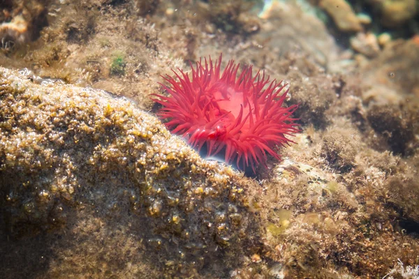 Red sea anemone on the Mediterranean Sea