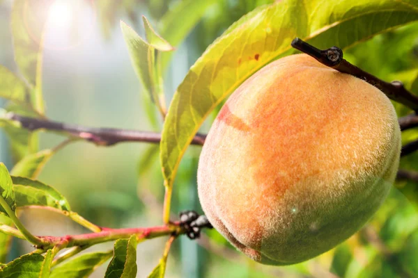 Fresh fruit peach orchard