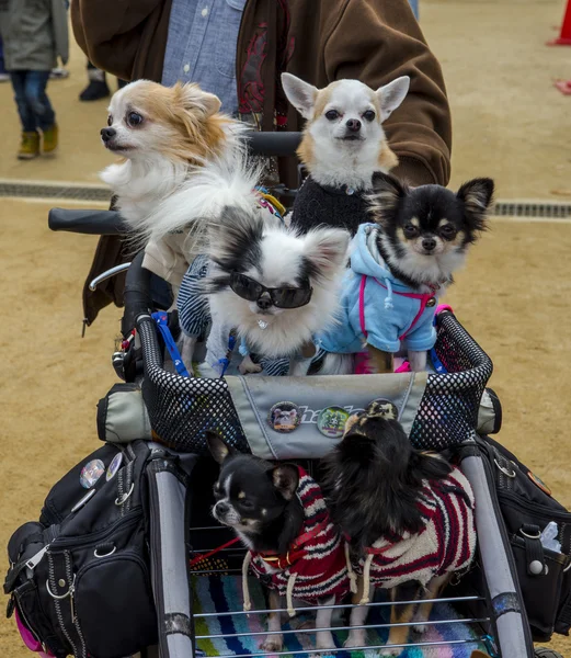Chihuahuas sitting in baby stroller