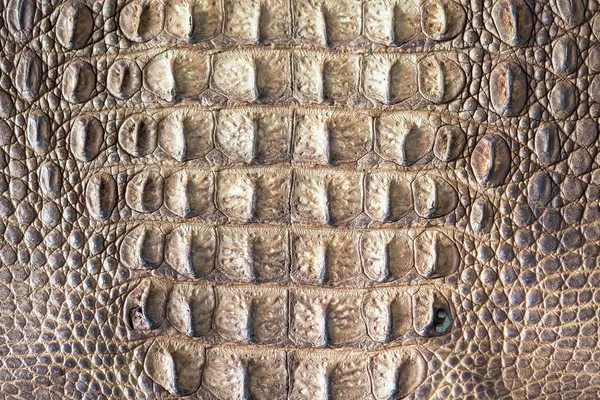 Crocodile skin texture close up