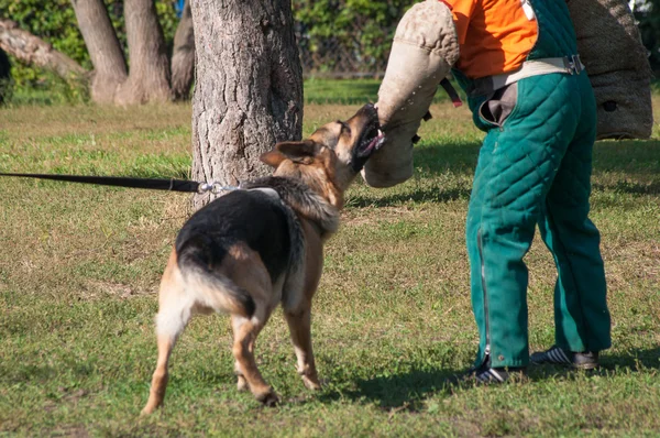 German Shepherd dog attacking on the dog training course