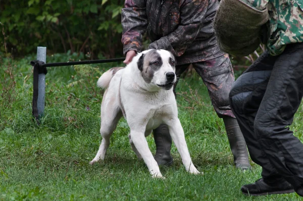 Central Asian Shepherd dog training