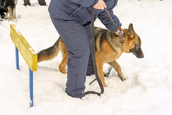 Studying german shepherd dog in a dog training course. dog is not obedient near the barrier.