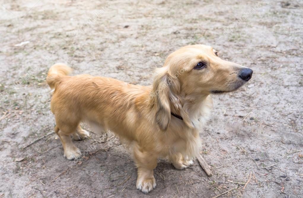 Standaard beige teckel hond staande op de grond — Stockfoto © Elf+11 72709791