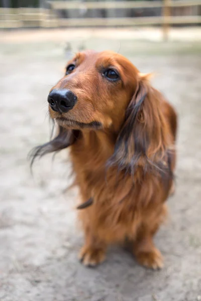 Beautiful brown dog breed dachshund standing on a sidewalk looking up