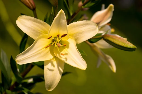 Vibrant yellow colored Asiatic Lily flower
