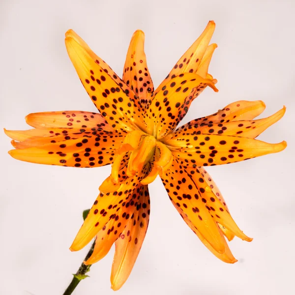 Orange Tiger Lily isolated