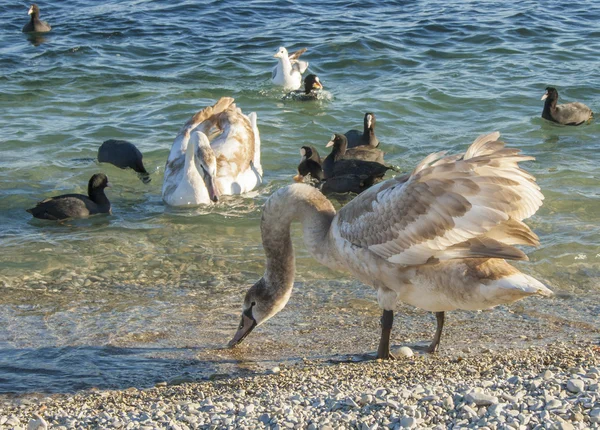 Birds swans on the black sea