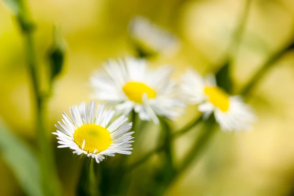 Bouquet of daisy flowers against golden background