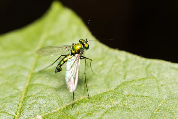 Close-up insect in wild nature