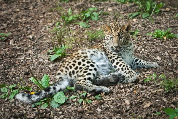 Amur leopard in open-air cage