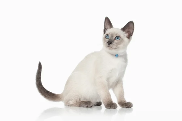小猫。白色背景上的泰国猫 - 图库照片dionoan