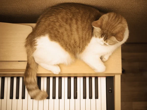 Red sad cat lies on the piano at home
