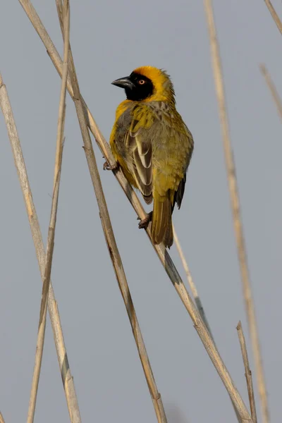 Southern-masked weaver, Ploceus velatus