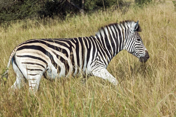 Single Zebra in Tall Winter Grass in Nature Reserve