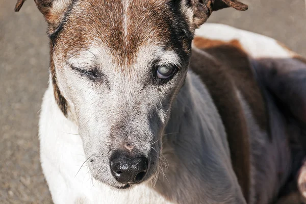 Old Purebred Jack Russell with Cataracts in Eyes