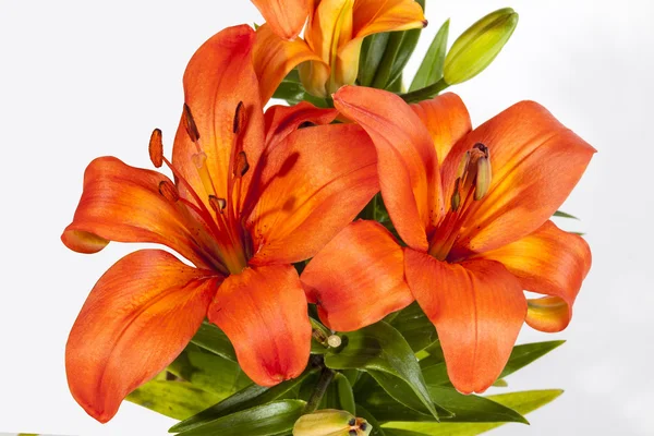 Vivid Orange Asian Lilies on Green Stems