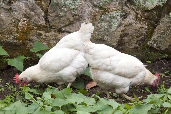 Two Free Range Chickens Scratching Among Sweet Potato Plants