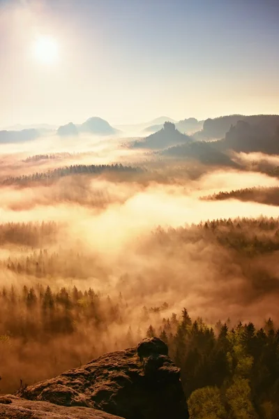 Dreamy misty forest  landscape. Majestic peaks of old trees  cut lighting mist. Deep valley is full of colorful fog