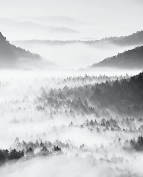 Dreamy misty forest  landscape. Majestic peaks of old trees  cut lighting mist. Deep valley is full of colorful fog