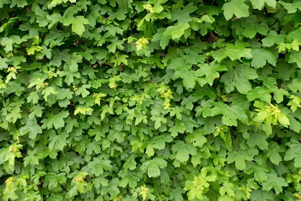 Spring wall overgrown with fresh green ivy leaves. Natural fence