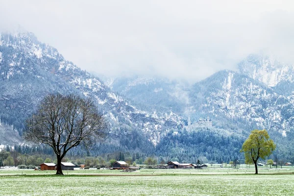 Tree in snowy meadows, april weather. Cold and damp