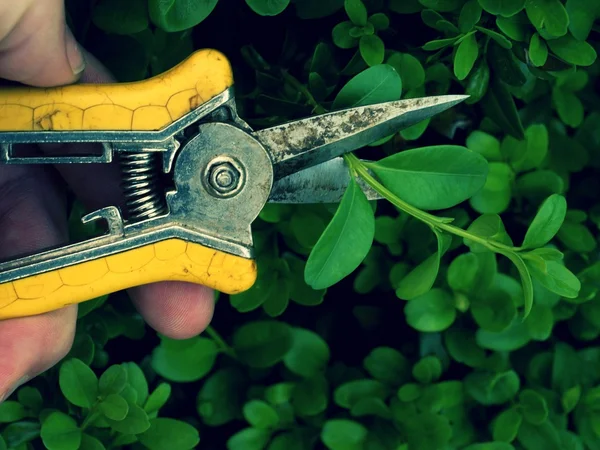 Gardener trimming bush. Cut of bended twig