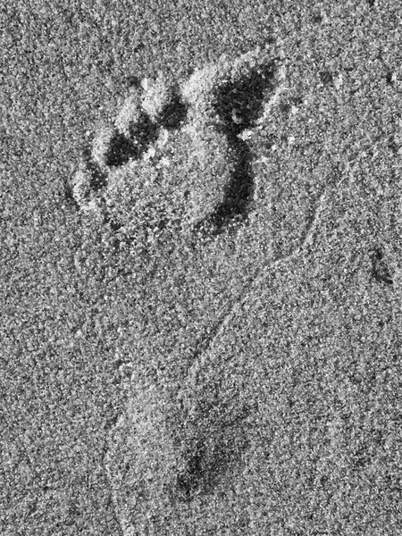 Woman single footprint in wet beach sand