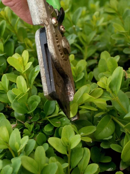 Hand of  artistic gardener trimming buxus bush branch