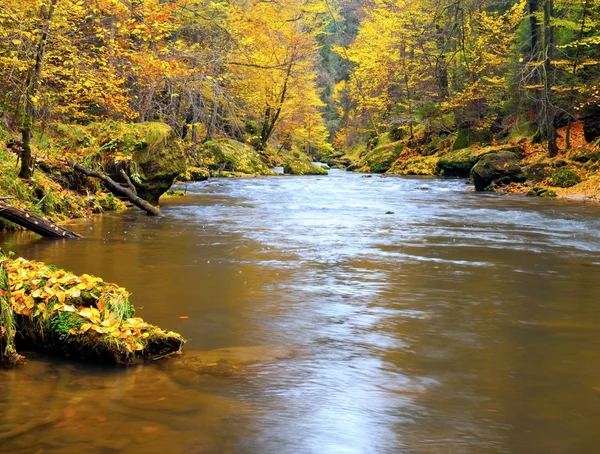 Autumn mountain river banks. Gravel and fresh green mossy boulders  on river banks covered with colorful leaves from beeches, maples and birches.
