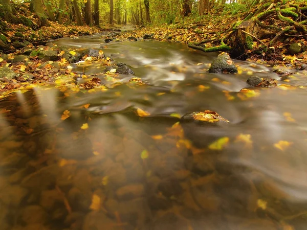 Mountain river with low level of water, gravel with first colorful leaves. Mossy rocks and boulders on river bank, green fern, fresh green leaves on trees.