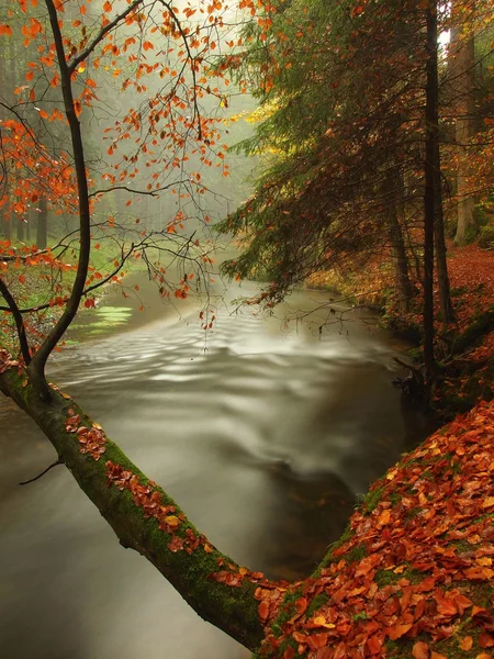 Autumn river in forest. Bended tree above water level, river bank covered with colorful leaves from maples, beeches or aspens tree.