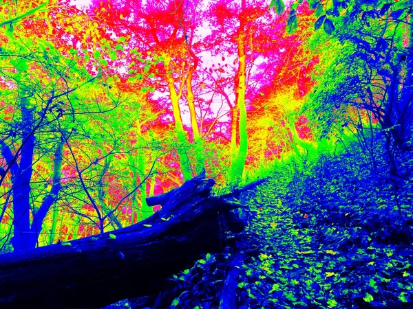Thermal photo of footpath in autumn forest. Leaves on the ground in changed colors. Photography in spectrum of invisible light.