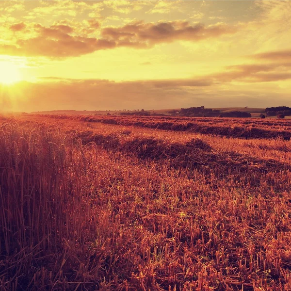 Morning yellow wheat field on the sunset cloudy orange sky background Setting sun rays on horizon in rural meadow Close up nature photo Idea of a rich harvest