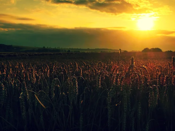Morning yellow wheat field on the sunset cloudy orange sky background Setting sun rays on horizon in rural meadow Close up nature photo Idea of a rich harvest