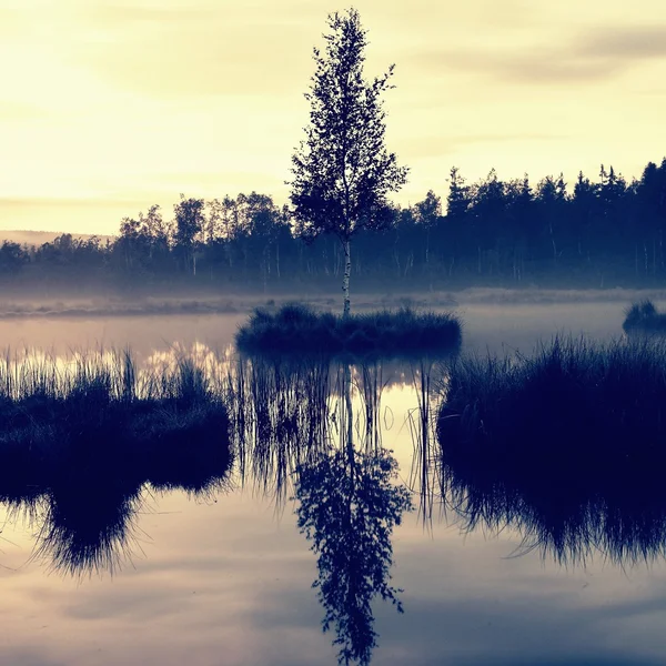 Swampy  lake with mirror water level in mysterious forest, young tree on island in middle. Fresh green color of herbs and grass, blue pink clouds in sky.