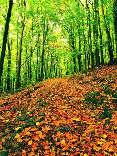 Curved path bellow beech trees. Spring afternoon in forest after rainy day. Retro effect.