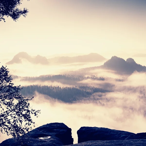 Fantastic daybreak after rainy night. View through trees to deep misty valley within daybreak. Foggy and misty morning on the sandstone view point in national park Saxony Switzerland in Germany.