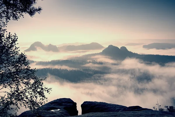 Fantastic daybreak after rainy night. View through trees to deep misty valley within daybreak. Foggy and misty morning on the sandstone view point in national park Saxony Switzerland in Germany.