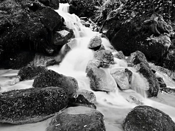 Cascade on small mountain stream, water is running over mossy sandstone boulders and bubbles create on level milky water. Fallen leaves on stones and into water. Black and White photo.