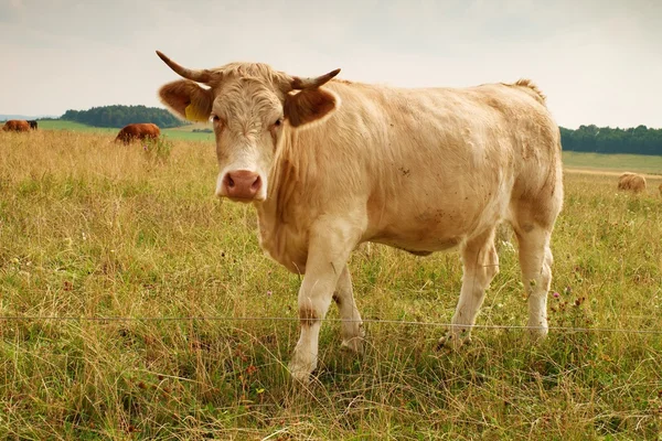 White cow grazing in the meadow. Hot sunny day on meadow with yellow grass stalks. Flies sit on cow head.