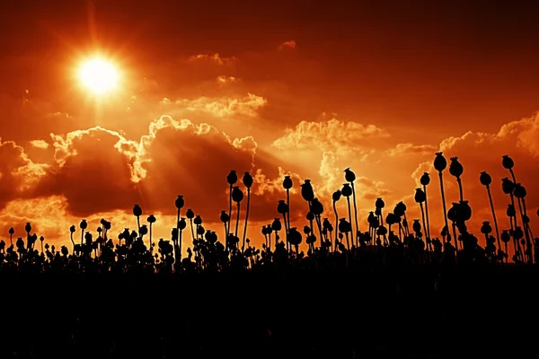 Evening field of poppy heads, sunset above. Dry flowers are waiting harvesting