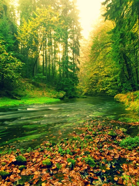 View into autumn mountain river with blurred waves,, fresh green mossy stones and boulders on river bank covered with colorful leaves from old trees.