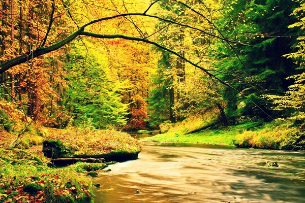 Autumn mountain river. Blurred waves,, fresh green mossy stones and boulders on river bank covered with colorful leaves from old trees