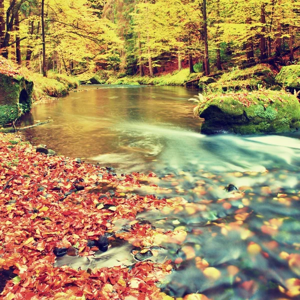 Colors of autumn mountain river. Colorful gravel with fallen rotten  leaves, leaves trees bended above river.