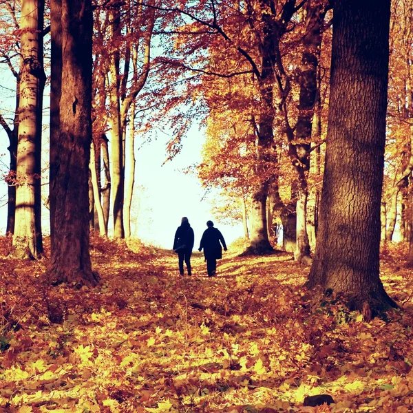 Mature couple walking in colorful autumn park, path cover by yellow orange leaves