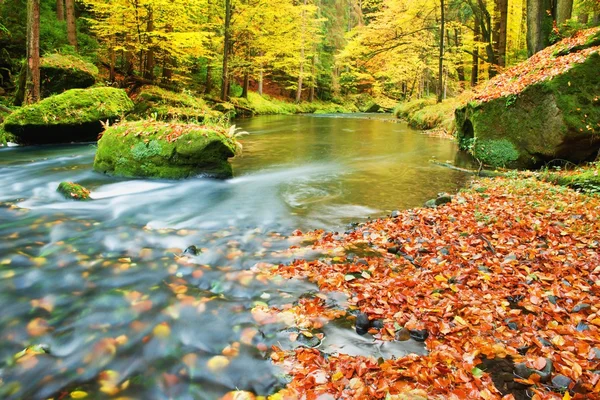 Colors of autumn mountain river. Colorful gravel with fallen rotten  leaves, leaves trees bended above river.