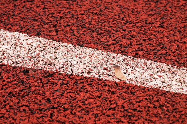 Start. Red running racetrack on the outdoor athletic stadium
