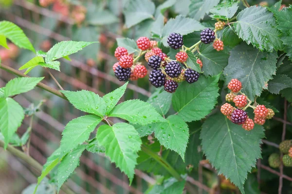 Tasty berry of blackberries growing in the garden after rain